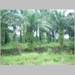 21 przez plantacje palm olejowych.html